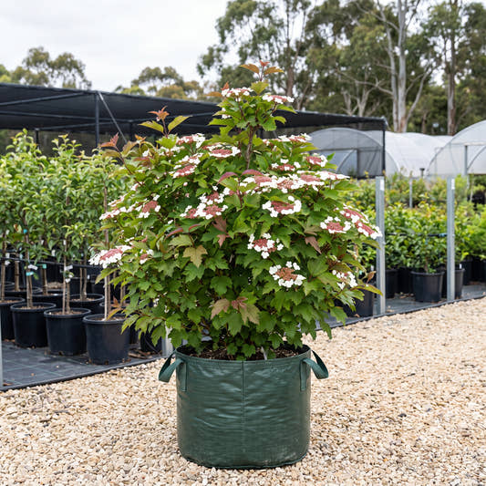 Onondaga Sargent Viburnum - Viburnum sargentii ‘Onondaga’
