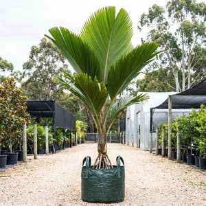 Seychelles Stilt Palm - Verschaffeltia splendida