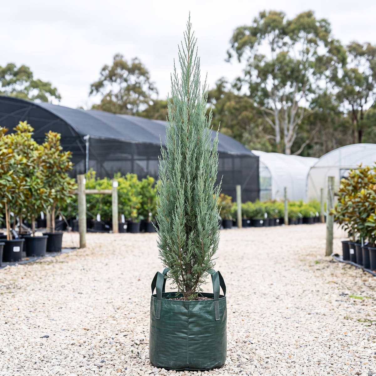 Blue Arrow Juniper - Juniperus scopulorum ‘Blue Arrow’