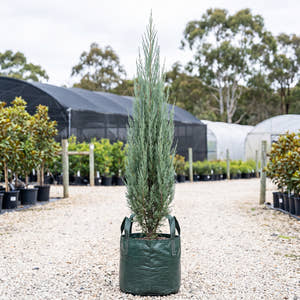Blue Arrow Juniper - Juniperus scopulorum ‘Blue Arrow’