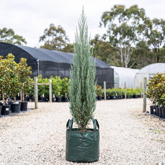 Blue Arrow Juniper - Juniperus scopulorum ‘Blue Arrow’
