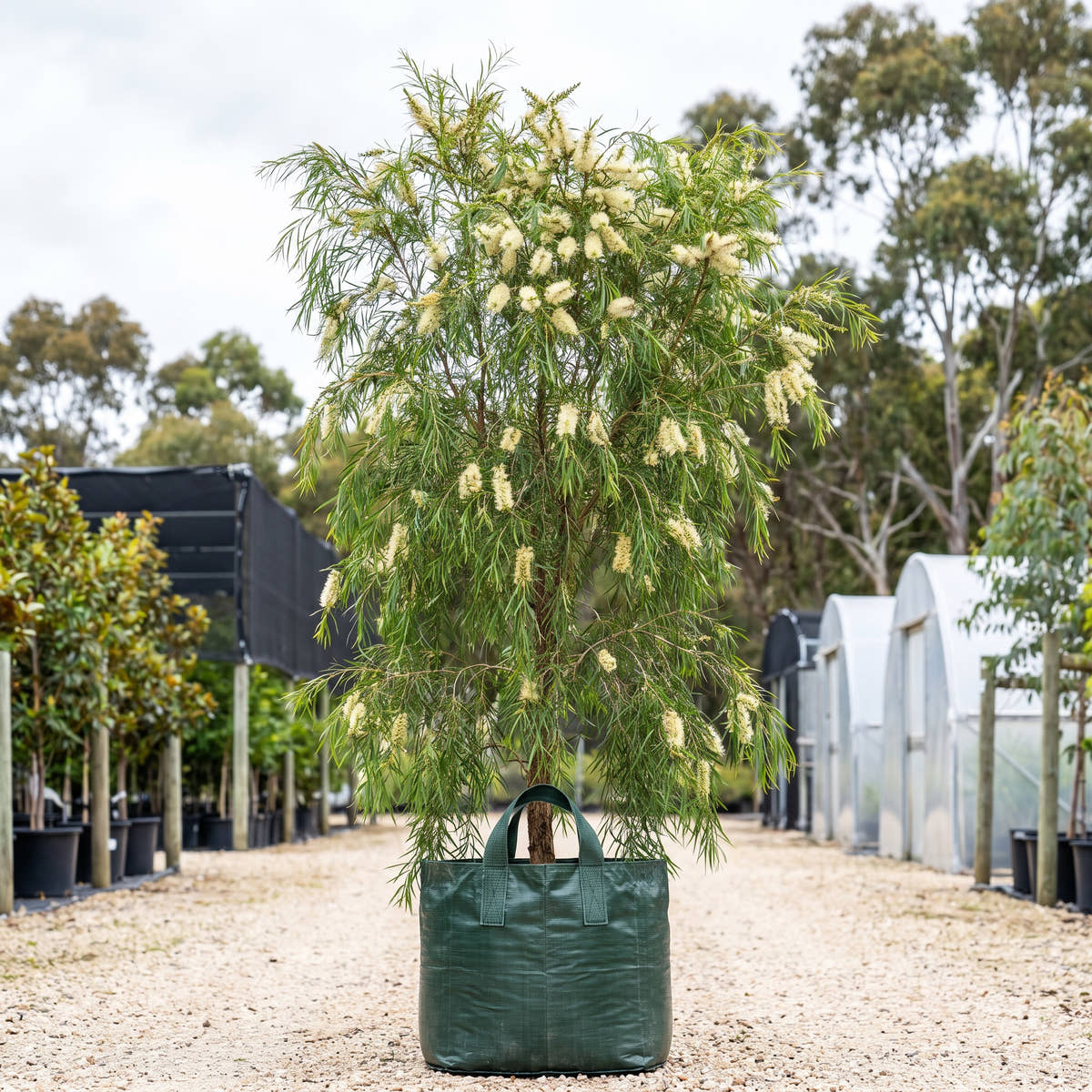 Weeping Paperbark - Melaleuca leucadendra