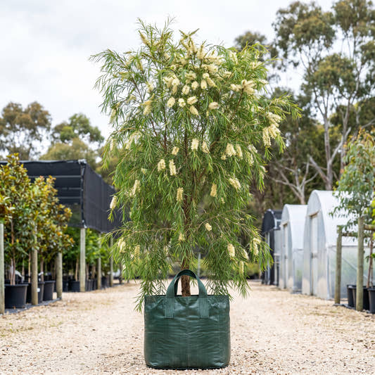 Weeping Paperbark - Melaleuca leucadendra