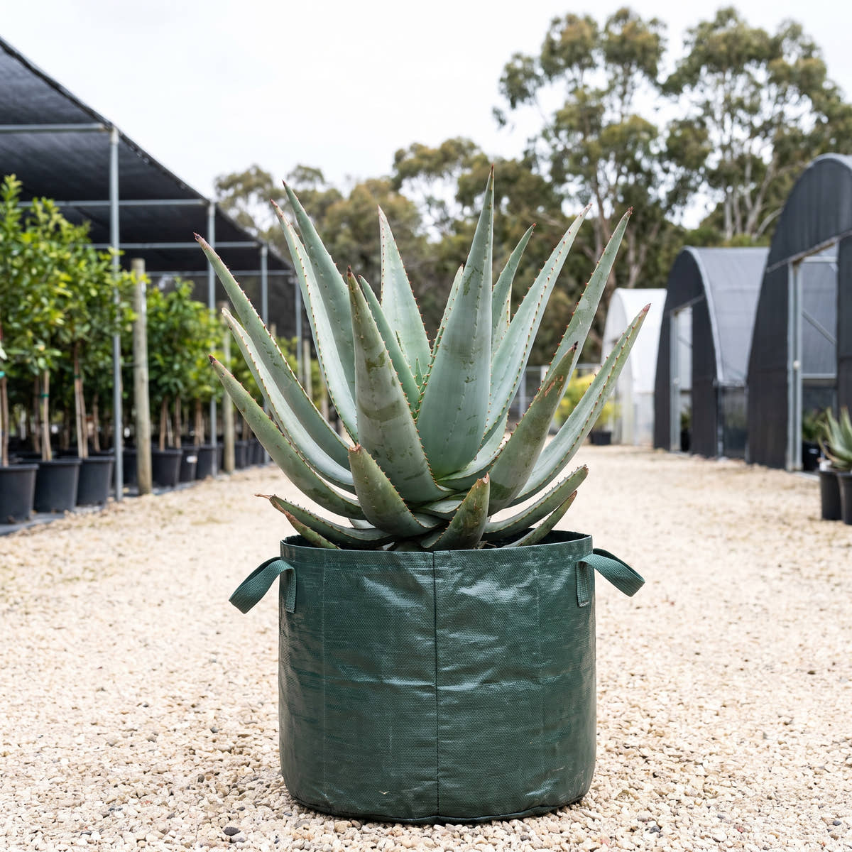 Aloe ‘Capricorn’