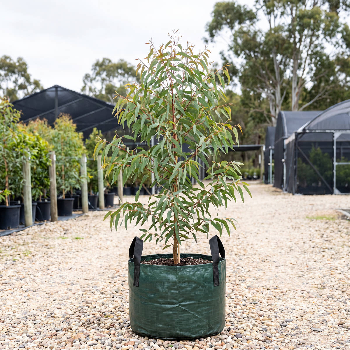 Narrow Leaved Peppermint - Eucalyptus radiata