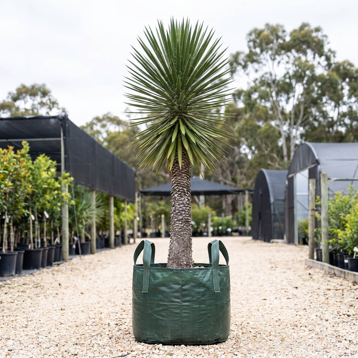 Yucca filifera