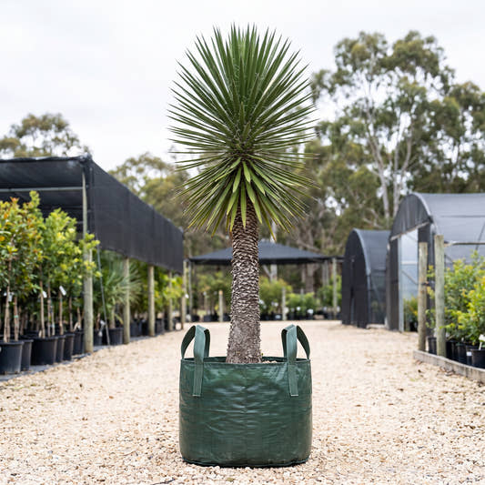 Yucca filifera