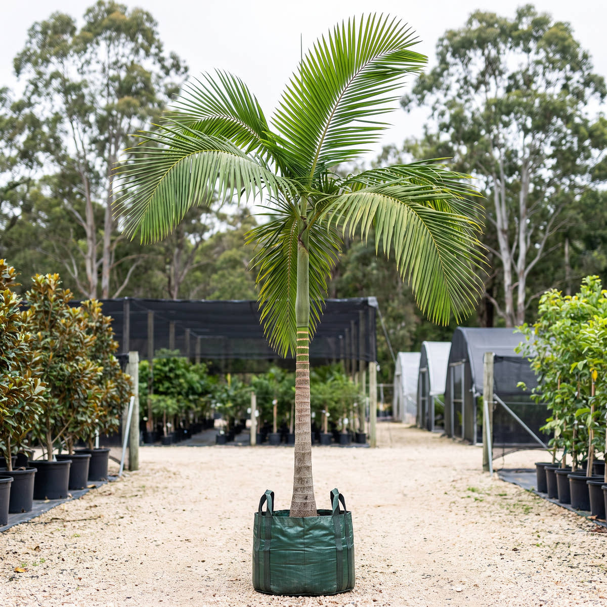Watermelon Palm - Chambeyronia macrocarpa ‘Watermelon’