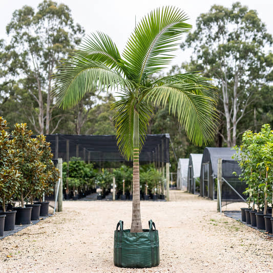 Watermelon Palm - Chambeyronia macrocarpa ‘Watermelon’