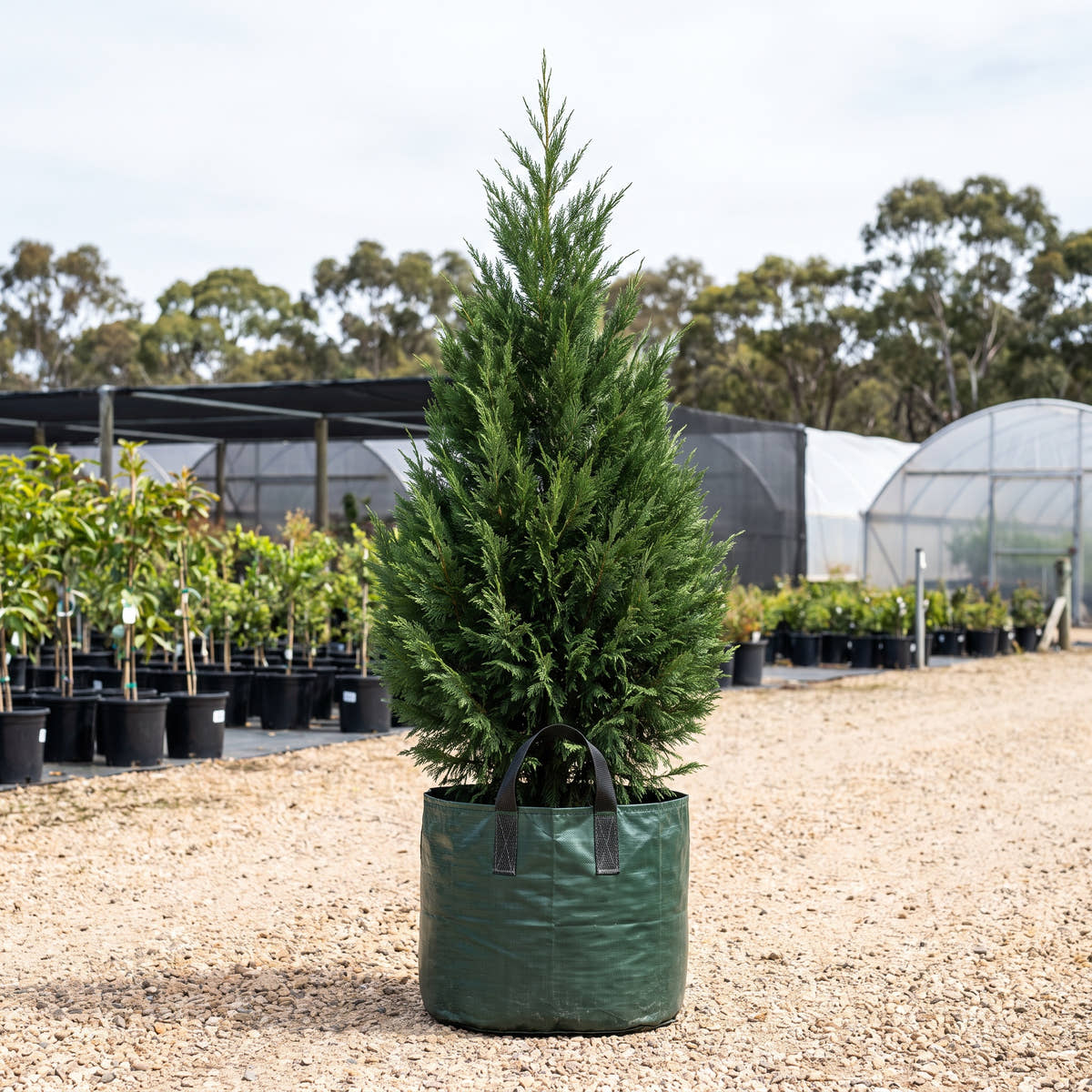 Leyland Cypress - x Cupressocyparis leylandii ‘Madeline Bettergreen’