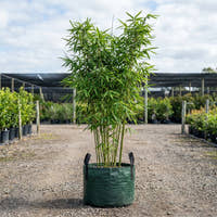 Fasca Bamboo - Bambusa textilis ‘Fasca’