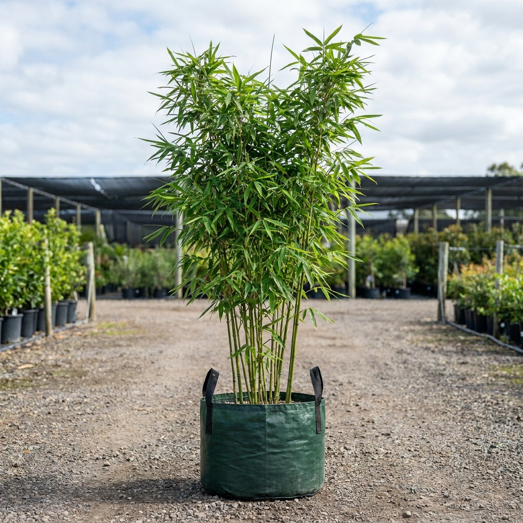Fasca Bamboo - Bambusa textilis 'Fasca'