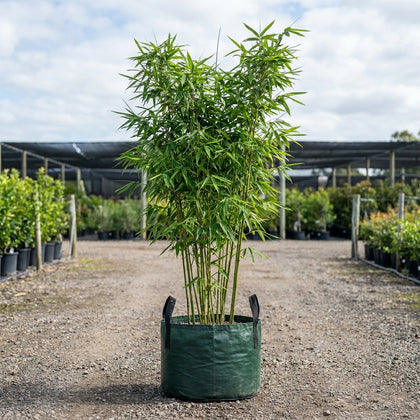 Fasca Bamboo - Bambusa textilis 'Fasca'