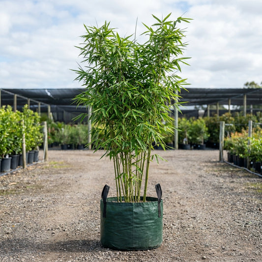 Fasca Bamboo - Bambusa textilis 'Fasca'
