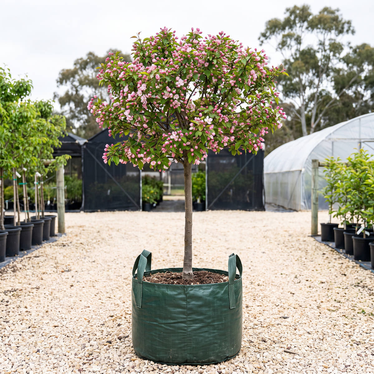 Gorgeous Crab Apple (Standard) - Malus prunifolia ‘Gorgeous’