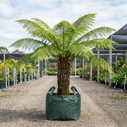 Fern Tree - Cyathea cooperi