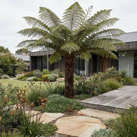 Fern Tree - Cyathea cooperi