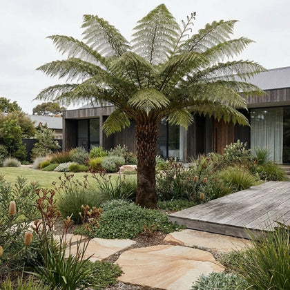 Fern Tree - Cyathea cooperi
