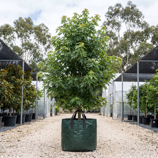 Silver Maple - Acer saccharinum