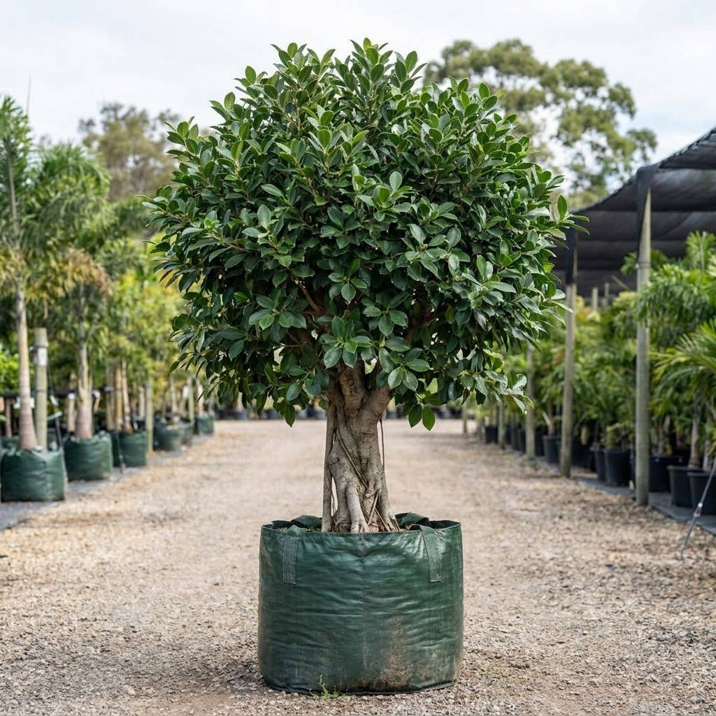 Ficus ‘Green Island’ - Ficus microcarpa