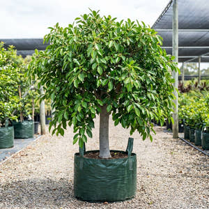 Ficus hillii ‘Emerald’