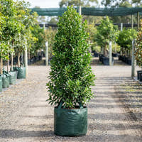 Flash Fig - Ficus microcarpa ‘Flash’