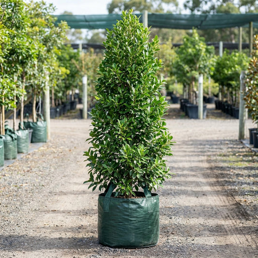 Ficus microcarpa ‘Flash’