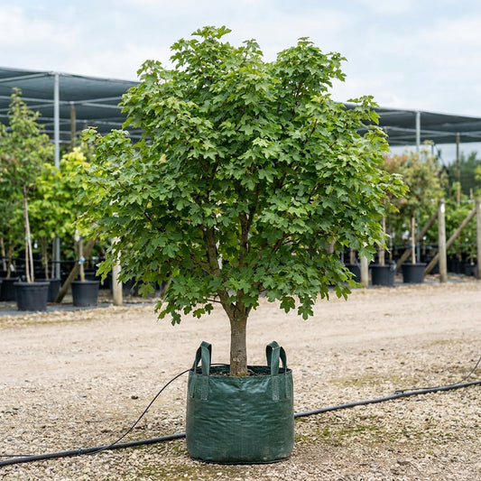 Field Maple - Acer campestre
