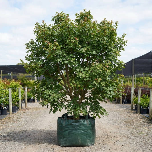 Field Maple - Acer campestre ‘Elsrijk’