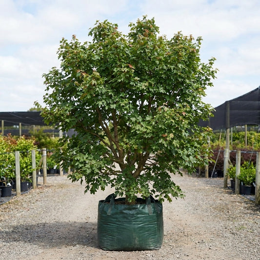 Field Maple - Acer campestre ‘Elsrijk’