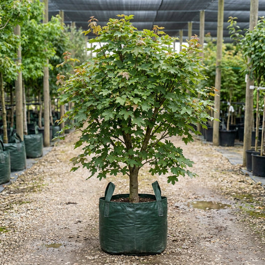 Field Maple - Acer campestre ‘Evelyn’