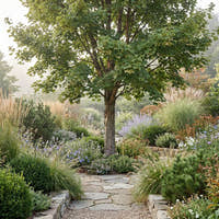 Field Maple - Acer campestre