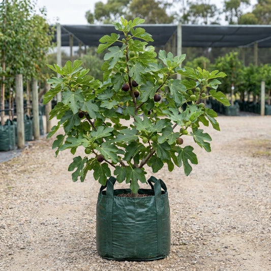 Fig ‘Preston Prolific’ - Ficus carica
