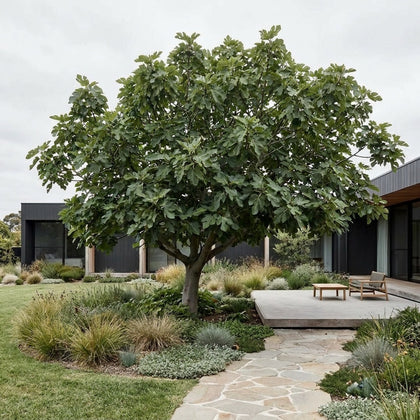 Fig ‘Preston Prolific’ - Ficus carica