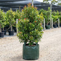 Fiji Fire Metrosideros - Metrosideros vitiensis ‘Fiji Fire’