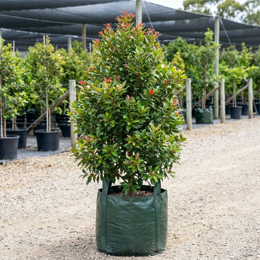 Fiji Fire Metrosideros - Metrosideros vitiensis 'Fiji Fire'