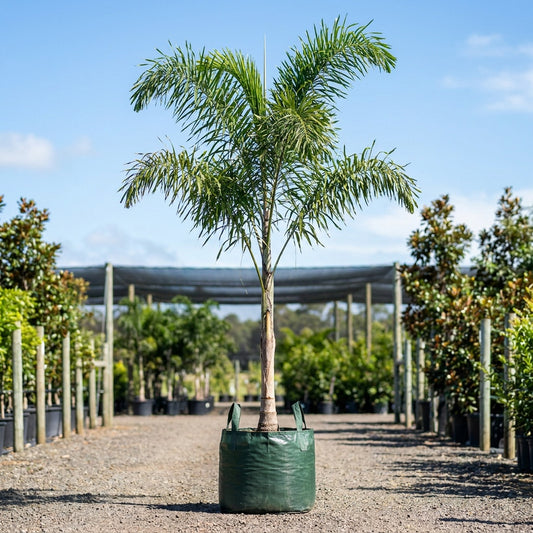 Fine Leaf Palm - Dypsis plumosa