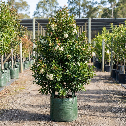 Firescreen Lilly Pilly - Syzygium australe 'Firescreen'