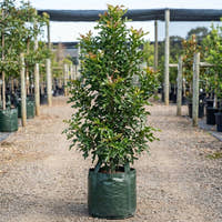 Firewheel Tree - Stenocarpus sinuatus