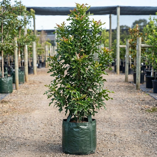 Firewheel Tree - Stenocarpus sinuatus
