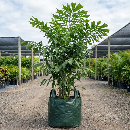 Fishtail Palm - Caryota mitis
