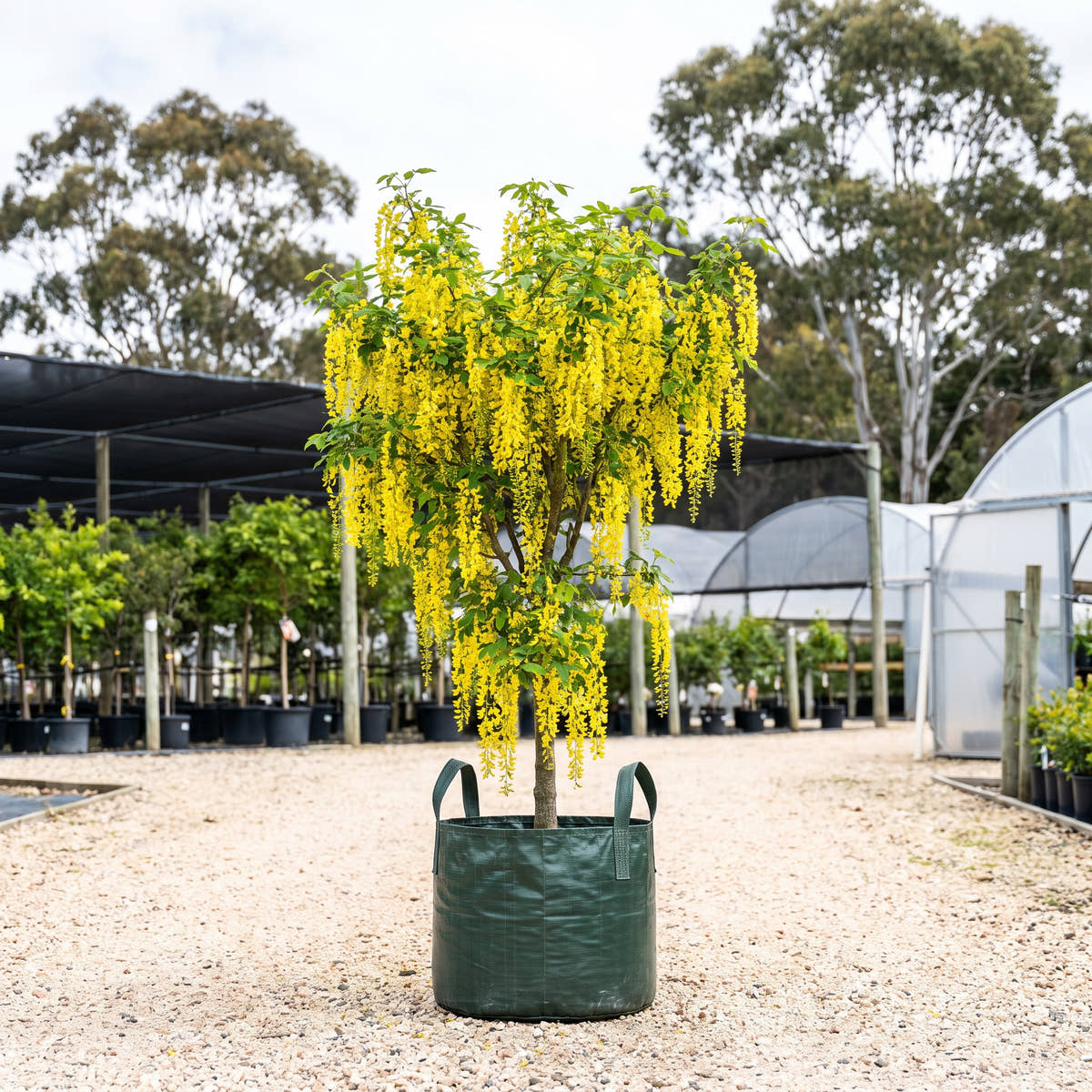 Golden Chain Tree - Laburnum x watereri ‘Vossii’