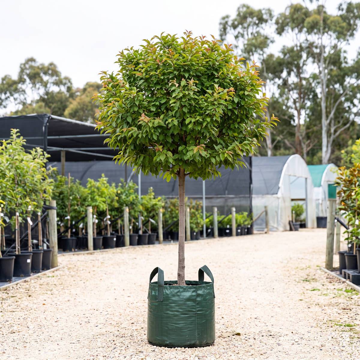 Elvins Flowering Plum (Standard) - Prunus cerasifera ‘Elvins’