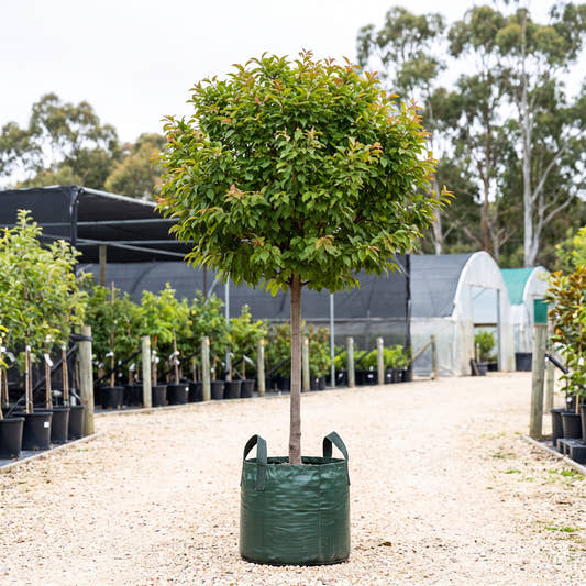 Elvins Flowering Plum (Standard) - Prunus cerasifera ‘Elvins’