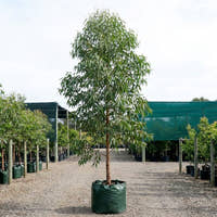 Flooded Gum - Eucalyptus grandis