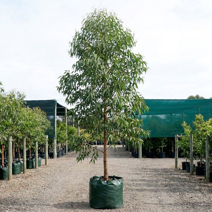 Flooded Gum - Eucalyptus grandis