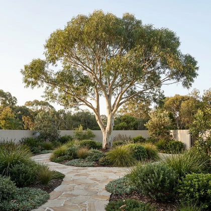 Flooded Gum - Eucalyptus grandis