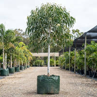 Flooded Gum - Eucalyptus grandis