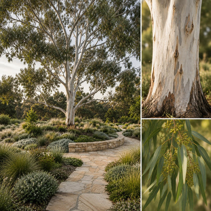 Flooded Gum - Eucalyptus rudis