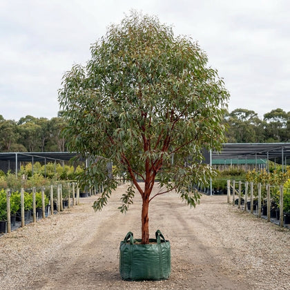 Flooded Gum - Eucalyptus rudis